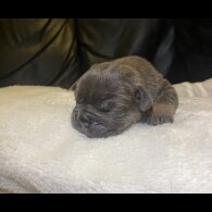 English Bulldog