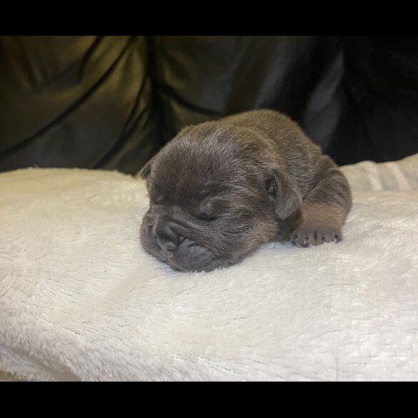 English Bulldog