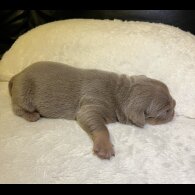English Bulldog
