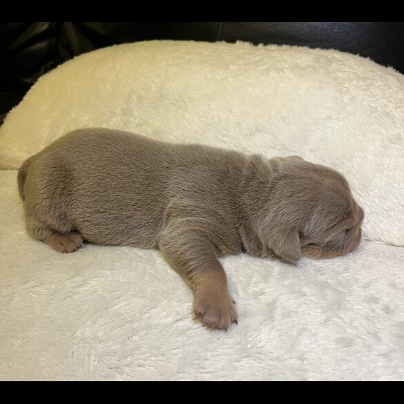 English Bulldog
