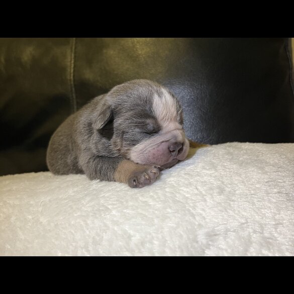 English Bulldog