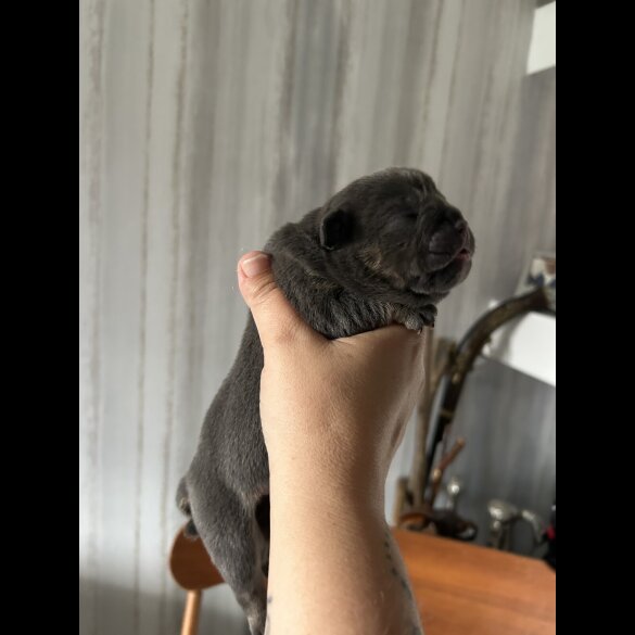 English Bulldog