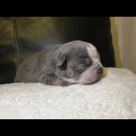 English Bulldog