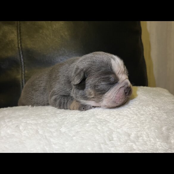 English Bulldog