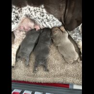 English Bulldog