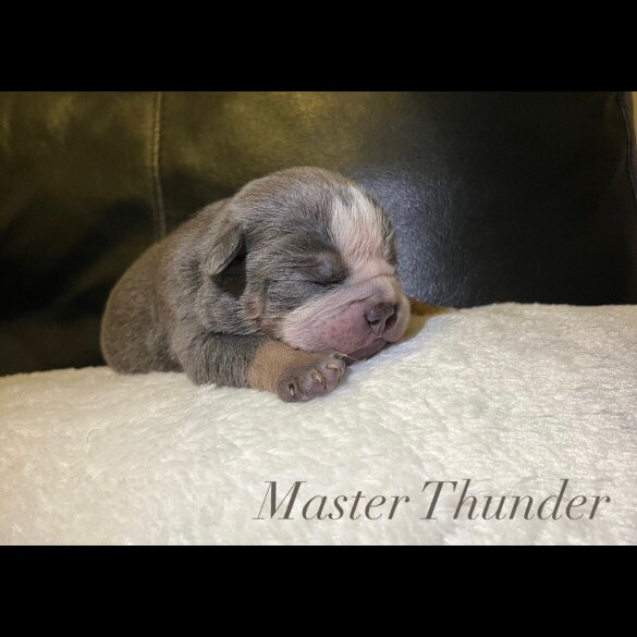 English Bulldog