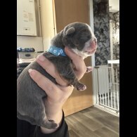 English Bulldog
