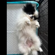 Pomeranian