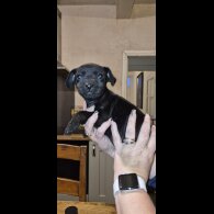 Patterdale Terrier