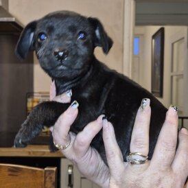 Patterdale Terrier