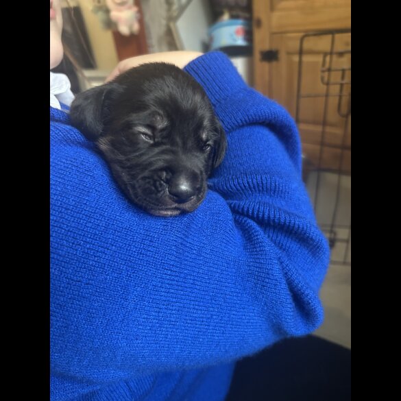 Mixed Breed