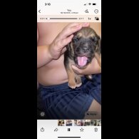 Mixed Breed
