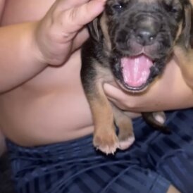 Mixed Breed