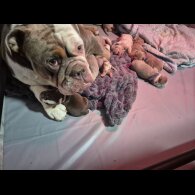 English Bulldog