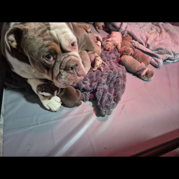 English Bulldog