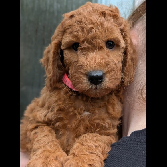 Labradoodle