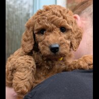 Labradoodle