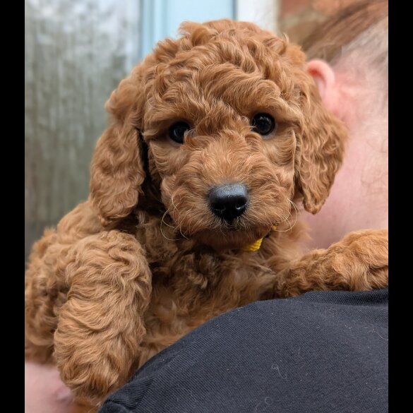 Labradoodle