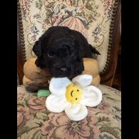 Shihpoo