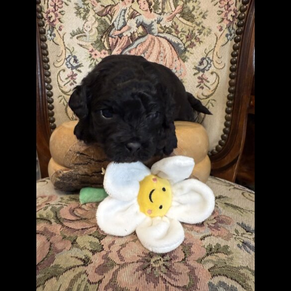 Shihpoo