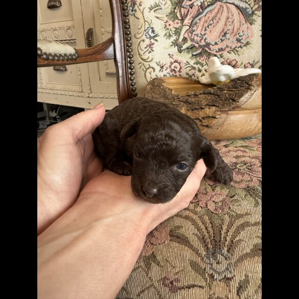 Shihpoo