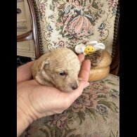 Shihpoo