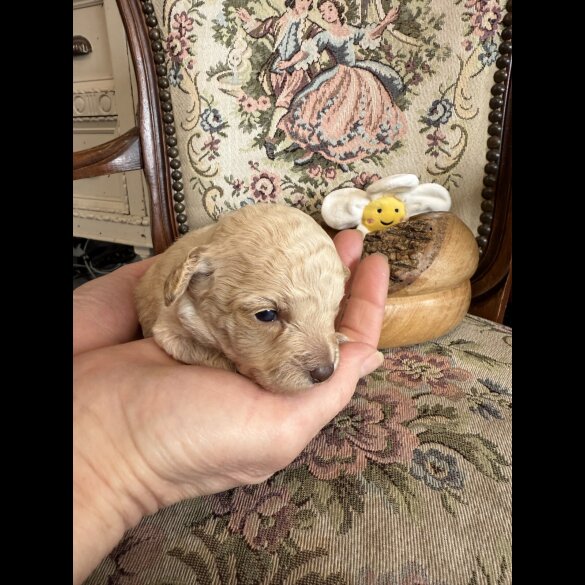 Shihpoo