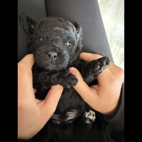 Shihpoo