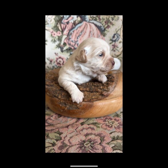 Shihpoo