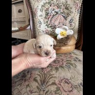 Shihpoo