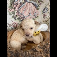 Shihpoo