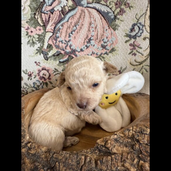 Shihpoo