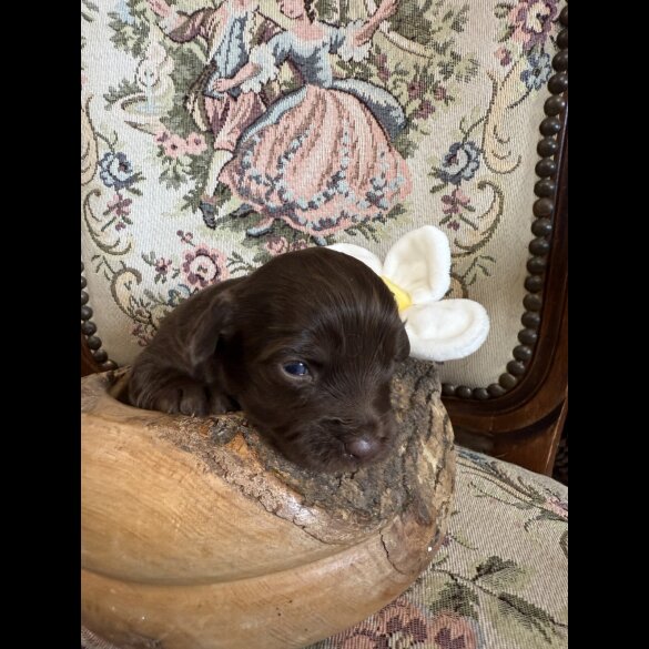 Shihpoo