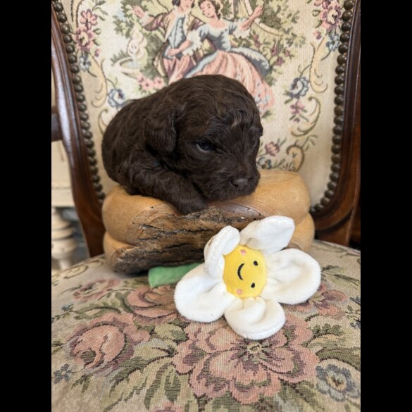 Shihpoo