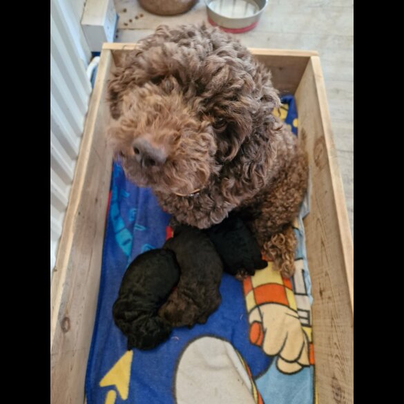 Shihpoo