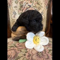 Shihpoo
