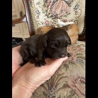 Shihpoo