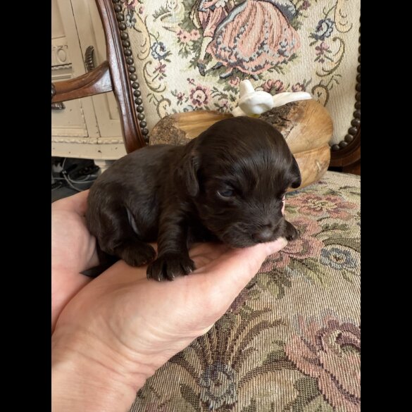 Shihpoo
