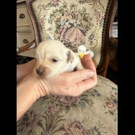 Shihpoo