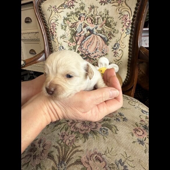 Shihpoo