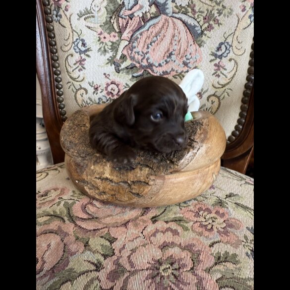 Shihpoo