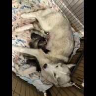 Siberian Husky