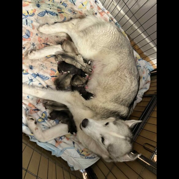 Siberian Husky