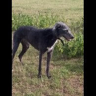 Lurcher