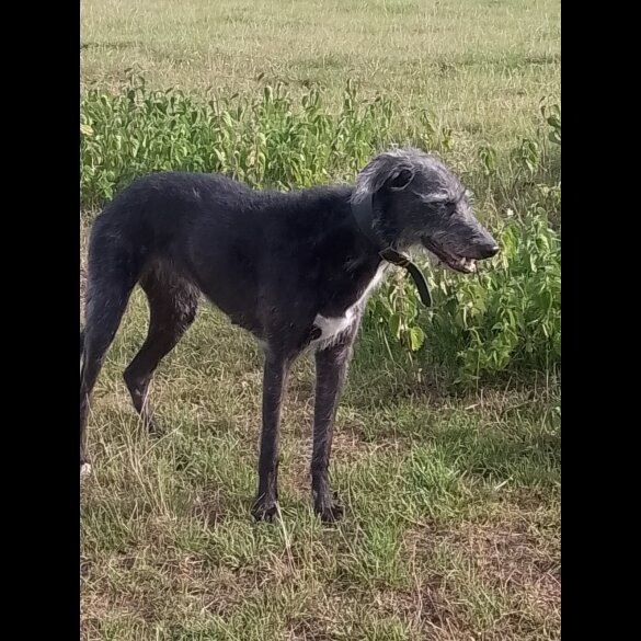 Lurcher