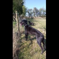 Lurcher