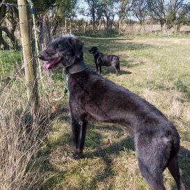 Lurcher