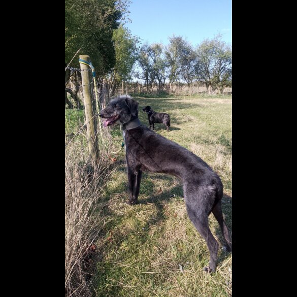 Lurcher