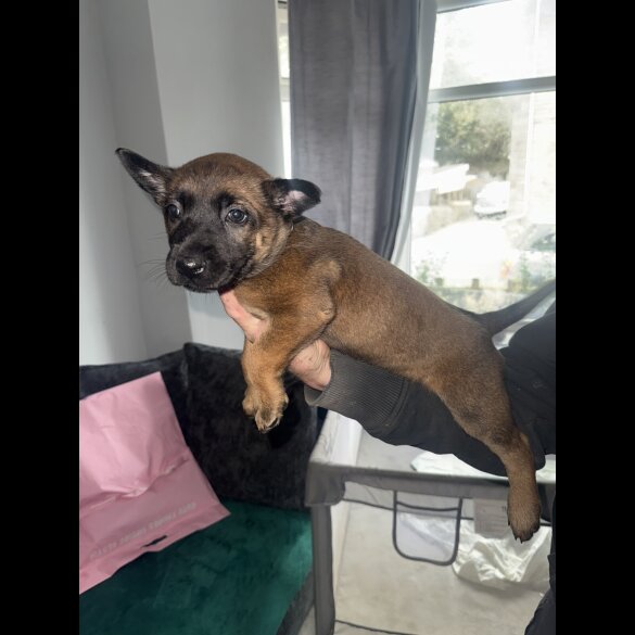 Belgian Shepherd Dog (Groenendael)