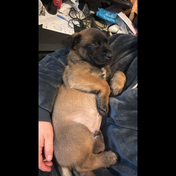 Belgian Shepherd Dog (Groenendael)